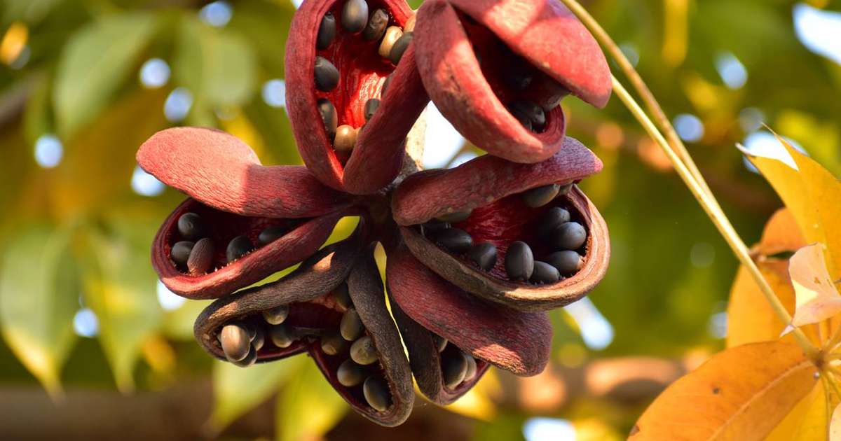 Chichá-fedorento: pesquisa pública revela potencial medicinal