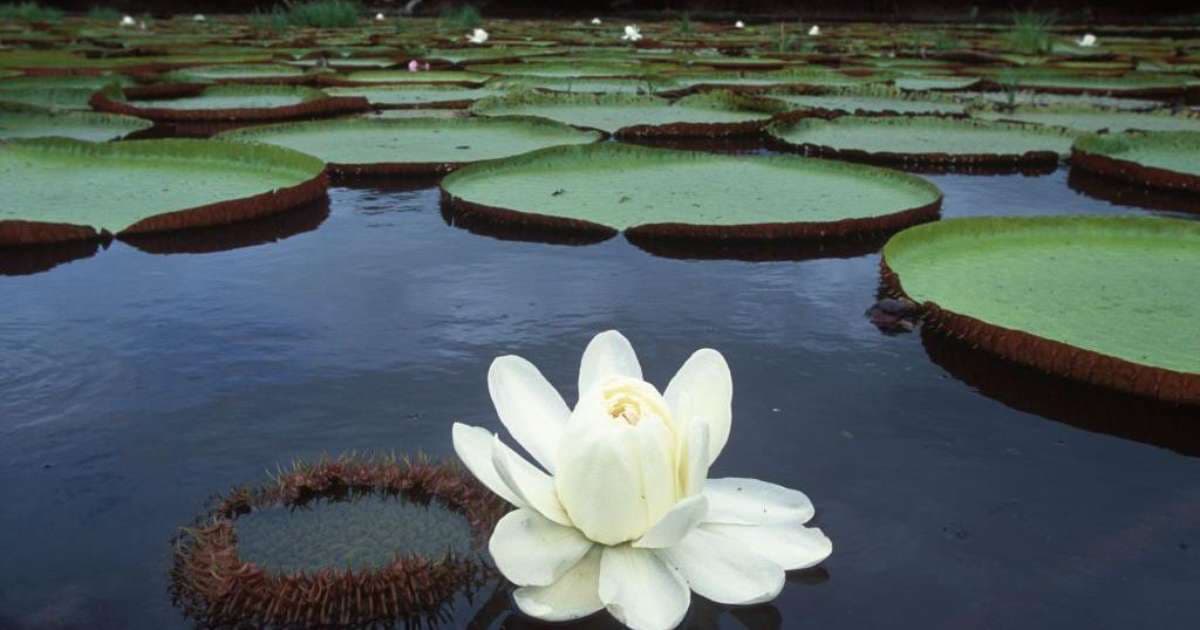 Vitória-régia: como planta amazônica revolucionou arquitetura